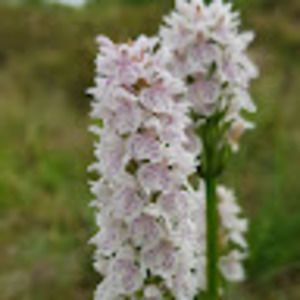 Meet your Posher, Ella